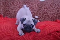 迫力なさ過ぎでヤバイ！？赤ちゃんパグに悶絶する視聴者続出！？