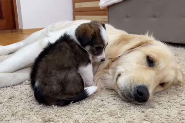 「まじで尊い…」子犬が大型犬の首元に“一直線”！ラブラブすぎるお昼寝動画に悶絶する人続出