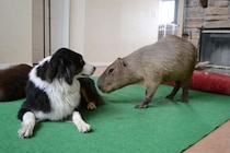 「嘘だろ…」犬の毛をモグモグ食べ続けるカピバラ…されるがままの犬の“虚無顔”に視聴者が大爆笑