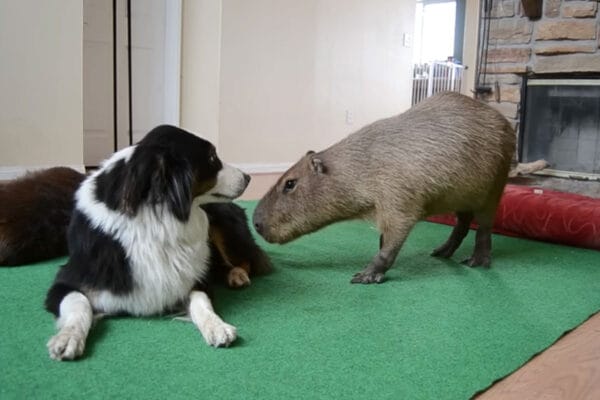 「嘘だろ…」犬の毛をモグモグ食べ続けるカピバラ…されるがままの犬の“虚無顔”に視聴者が大爆笑