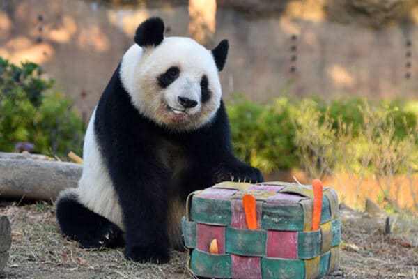 もはや、上野の“招き猫”「パンダ」返還まで残すところわずか…。別れを前に「完全抽選制」で観覧できない人も続出