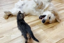 凶暴な“毛玉”が襲来！？顔面を蹴られても絶対に怒らない大型犬…その理由に視聴者が涙