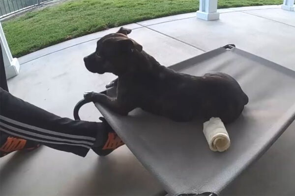 「パパの足だったの!?」 謎の敵と戦う愛犬…正体に気づいた瞬間の“真顔”がかわいすぎる~