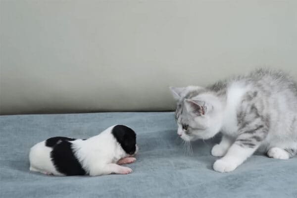 「尊すぎて無理…」子犬＆子猫、 赤ちゃん同士の“初対面”に悶絶する人続出