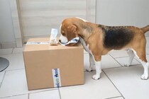 「そっちなんか～い！」 せっかくのプレゼントより夢中になったのは…ビーグル犬の「正直」な反応に爆笑