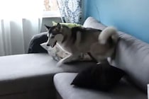 「速すぎて見えない！」 家中を走り回るハスキーの“ズーミー”が豪快すぎて笑っちゃう