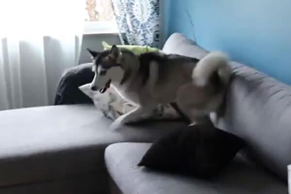 「速すぎて見えない！」 家中を走り回るハスキーの“ズーミー”が豪快すぎて笑っちゃう