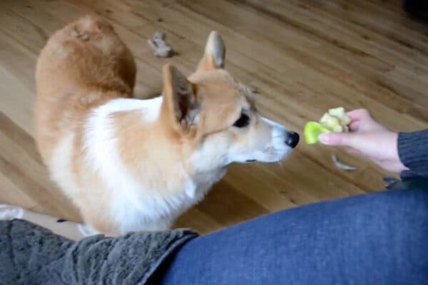 【爆笑】「そうじゃないワン…」遊びたい盛りのコーギーと飼い主の“すれ違い”が切なカワイイ！