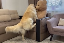 「僕のだワン！」ぬいぐるみを死守するゴールデンレトリバー…「僕の！」と言わんばかりの攻防戦に爆笑！