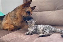 「遊ぼうよ！」 ワンコの猛アピールを“無”でスルーする猫が強すぎる！温度差に思わず同情の声