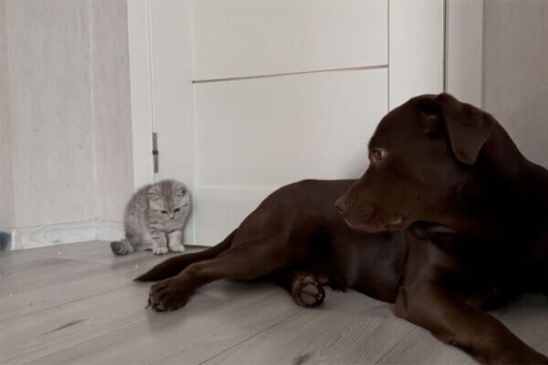 「これ気になって仕方ニャイ！」子猫がゴールデンレトリバーに猛アタック！？とっても優しい時間に世界中がほっこり