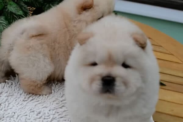 「かわいさが大渋滞…！」もふもふすぎて“犬”に見えない… チャウチャウの赤ちゃんがまるでぬいぐるみ！