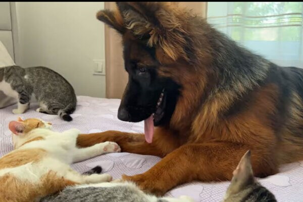 「ねぇ起きて…」 爆睡する子猫に“猛アタック”する大型犬 健気すぎる結末に「尊い」