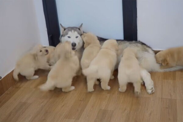 もふもふ地獄?いえ天国です!子犬の波に飲み込まれたハスキー犬の「尊すぎる反応」に世界中がほっこり