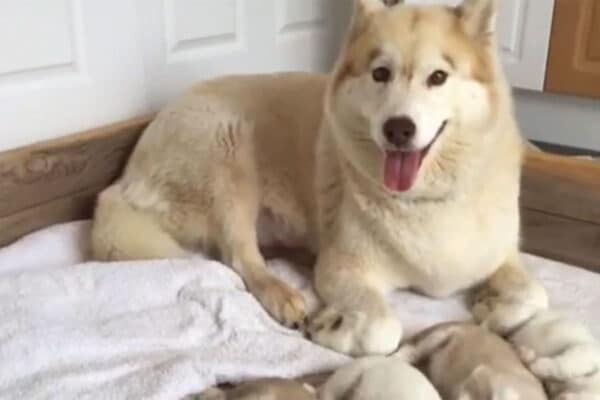 生後7日のハスキー子犬たちが「前ならえ」で爆睡？ シンクロした寝相に「かわいすぎて危険」の声
