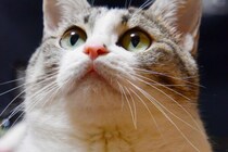 【猫の日まとめ】「にゃマト運輸」「ニャース製薬」…？？　各企業公式 《猫ネタ》 競う！　一番面白かったのは