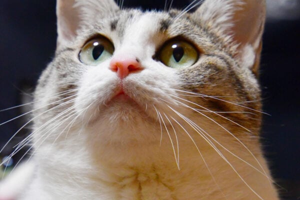 【猫の日まとめ】「にゃマト運輸」「ニャース製薬」…？？　各企業公式 《猫ネタ》 競う！　一番面白かったのは