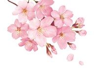 【春！】「かなり早い開花」って何日頃なの？？　東日本の 《桜》 が記録的スピードで咲きそうなワケ