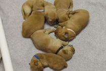 眠気より食い気？ ぐっすりお昼寝中の子犬たちが“母犬の気配”で一斉に覚醒！ 授乳争奪戦の「かわいすぎる」結末