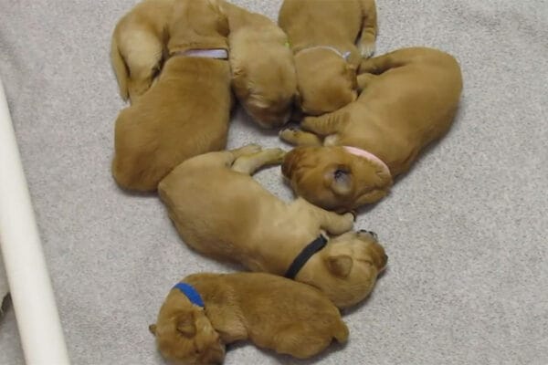 眠気より食い気？ ぐっすりお昼寝中の子犬たちが“母犬の気配”で一斉に覚醒！ 授乳争奪戦の「かわいすぎる」結末