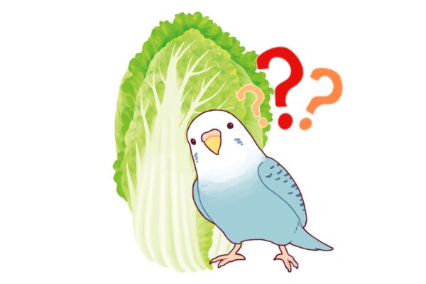 小鳥が細川たかしを「白菜」と誤認→公式が即座にグッズ化！ 異例のスピード展開にSNS騒然「公式が遊びすぎw」