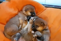 【悶絶】生後25日の柴犬たちが“お団子”状態でスヤスヤ…「無防備すぎる寝顔」に世界がメロメロ