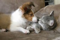 かまってちゃん？ 必死に猫を起こそうとするシェルティがカワイイ！種族を超えた“密着”スキンシップに癒やされる人続出