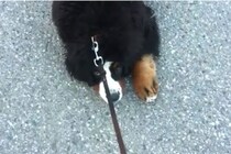 【爆笑】散歩を全力拒否する大型犬→飼い主が「帰ろう」と言った瞬間の“豹変”ぶりがかわいすぎる！