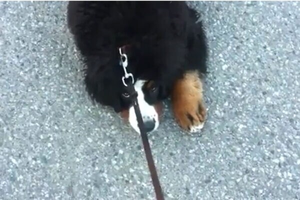 【爆笑】散歩を全力拒否する大型犬→飼い主が「帰ろう」と言った瞬間の“豹変”ぶりがかわいすぎる！