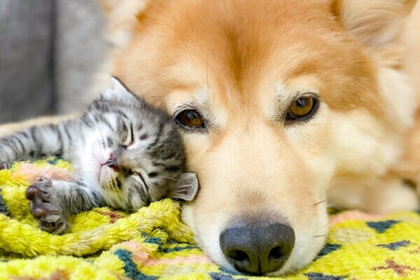 【犬 or 猫】どっちが好き？　アンケート調査で “意外な大差”…　令和のワカモノたちが支持したのは