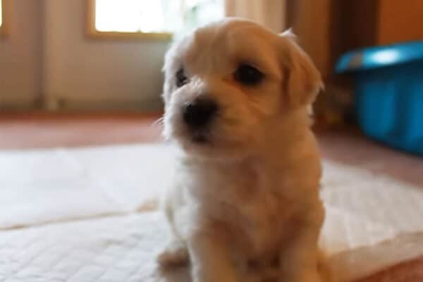 え…ぬいぐるみが動いてる！？ かわいらしさが“限界突破”した2匹の子犬！一日中見てられる…かわいすぎて視聴者が骨抜きに！