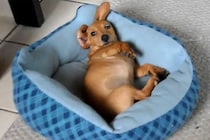 ベッドで「起きたくない」とごねる子犬→寝ぼけ眼で必死に抵抗する姿がかわいすぎて視聴者悶絶！