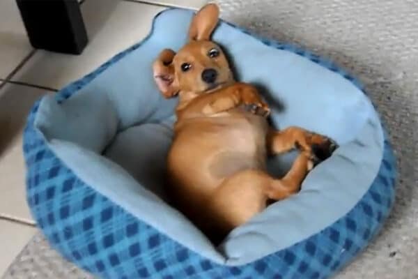 ベッドで「起きたくない」とごねる子犬→寝ぼけ眼で必死に抵抗する姿がかわいすぎて視聴者悶絶！