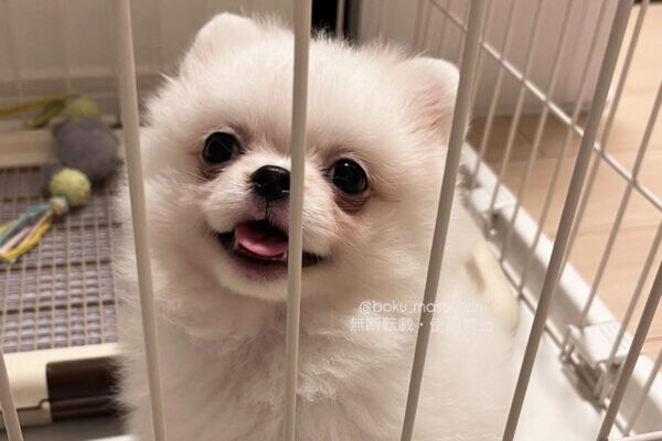 「犬を飼ったつもりが…」 ⇒ 気づけば「アザラシに成長してた」…！？　“まん丸頭” のミックス犬、「かわい過ぎる」と話題に