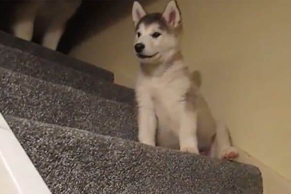 「絶対イヤだワン！」 飼い主に猛烈な「口答え」する子犬がかわいすぎる！まるで反抗期な姿に「議論してるみたい」の声も