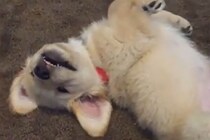 「絶対つかまえてやるワン！」→「あと少しなのに…」ゴールデンレトリバーの子犬の奮闘がかわいすぎて悶絶！