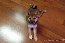 「絶対に掴まえるワン！」自分のしっぽと格闘する柴犬の子犬さん…最後に飼い主へ送った「切ない視線」に視聴者が熱狂！