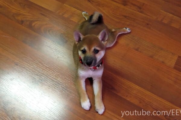 「絶対に掴まえるワン！」自分のしっぽと格闘する柴犬の子犬さん…最後に飼い主へ送った「切ない視線」に視聴者が熱狂！