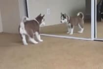 「コイツは誰だワン！？」→シベリアンハスキーの子犬が鏡の中の自分にした行動とは…？全力すぎる姿に視聴者が悶絶！