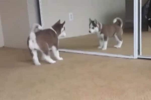 「コイツは誰だワン！？」→シベリアンハスキーの子犬が鏡の中の自分にした行動とは…？全力すぎる姿に視聴者が悶絶！
