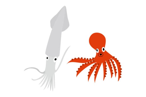 【素朴な疑問】イカは生で売られているのに…「タコ」が茹でて販売されるのはなぜ