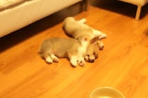 「モフモフの大群！？」コーギーの子犬たちが次々と現れる“天使のモーニングコール”が話題！「かわいすぎて泣ける！」視聴者が悶絶