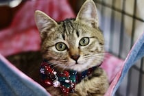 【猫】動物愛護センター、18匹の “キジトラ大集合” 写真をアップ！　「譲渡の声がかかりにくい…」にSNS「キジトラ最高！」1.7万いいね