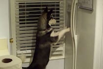 「たまらないワ～ン」 巧みな足技で冷蔵庫から“氷”をゲットするハスキー犬！「史上最も賢い犬だ！」と視聴者大絶賛
