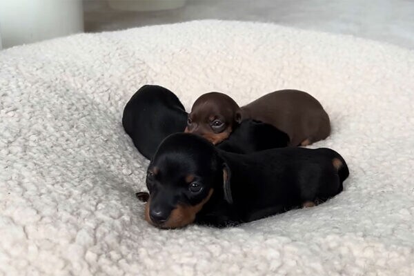 「心が溶けてしまいそう…」子犬がギュウギュウ！ミニチュアダックスの“天使のサンドイッチ”に世界中が悶絶