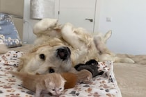 「最高のベビーシッター」子猫が大好きなゴールデンレトリバー…おなかを優しく貸す姿に「心が浄化される」種族を越えた“親子愛”に感動の嵐