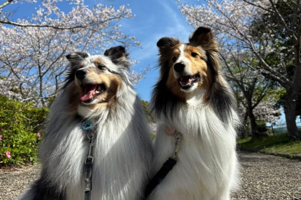 犬の鼻って、近くで見ると…「コーヒー豆みたい」!? “どアップ画像” に1.4万いいね 「かわい過ぎる」「家宝」