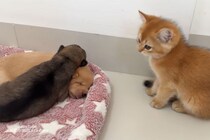 「ジャマしニャいで！」子猫がとった“意外”な行動とは？子猫が成猫を突き飛ばしてまで「守りたかったもの」に視聴者が感動！