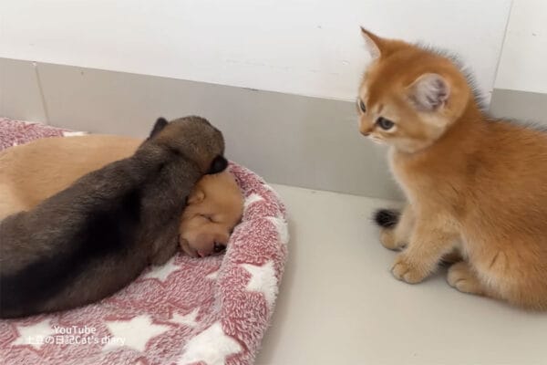 「ジャマしニャいで！」子猫がとった“意外”な行動とは？子猫が成猫を突き飛ばしてまで「守りたかったもの」に視聴者が感動！