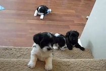 5匹の子犬たちが階段にチャレンジ！→なかなか一歩が踏み出せない子犬に“リーダー格の子犬”が取った行動とは…？「優しすぎて尊い」視聴者が感涙